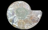 Cut Ammonite Fossil (Half) - Agatized #64943-1